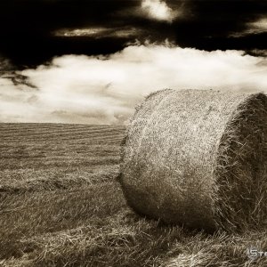 Harvest