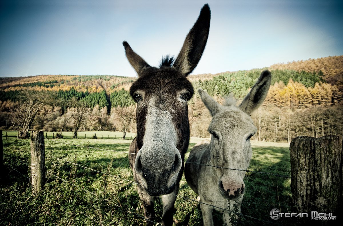 Donkeys