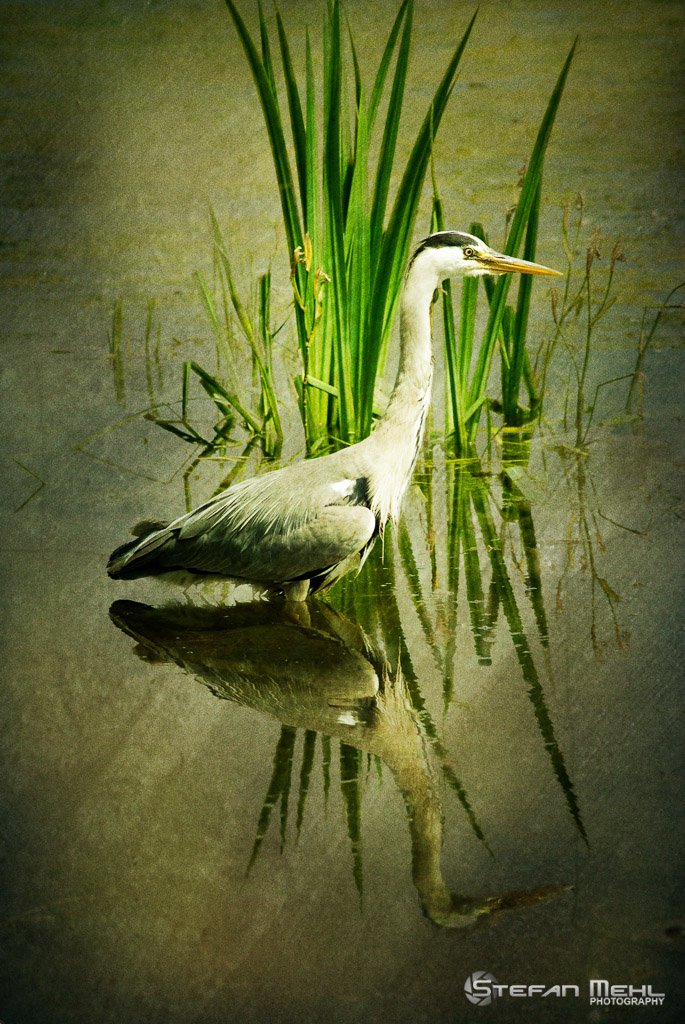 Heron